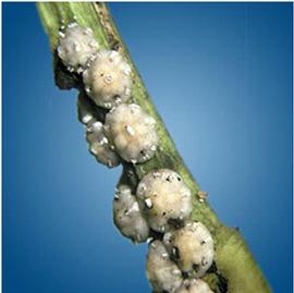  Coccidae:  Ceroplastes floridensis  in situ 
 Photo by Ray Gill 
   